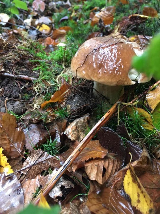 Gite La Petite Beurrerie Des Ardennes Celles  ภายนอก รูปภาพ